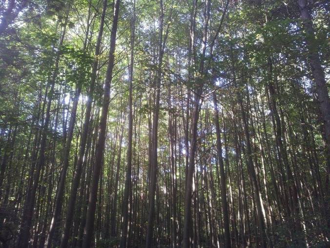 12092187_10153037809427032_1626668655_n